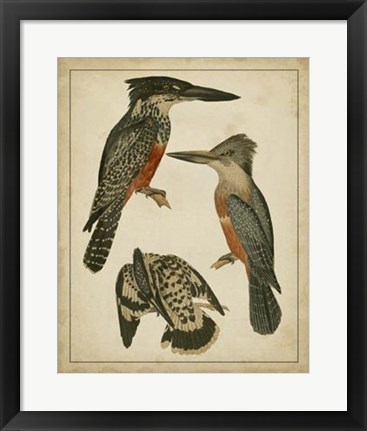 Framed Vintage Kingfishers I Print