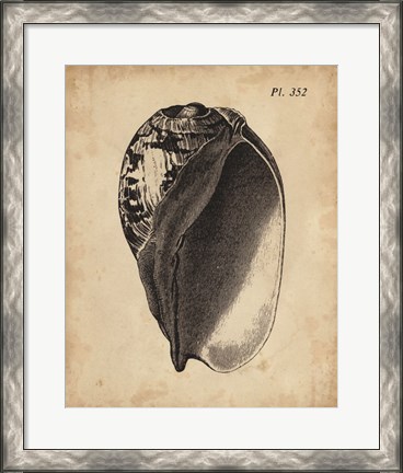 Framed Vintage Diderot Shell IV Print