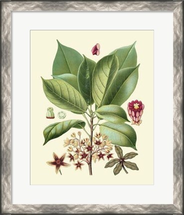 Framed Botanical Glory I Print
