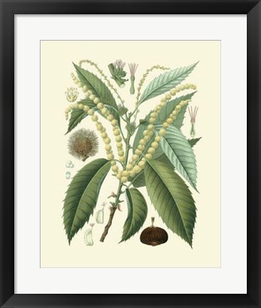 Framed Botanical Glory II Print