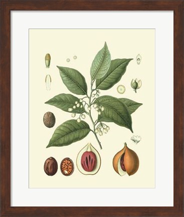 Framed Botanical Glory III Print