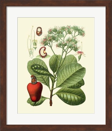 Framed Botanical Glory V Print