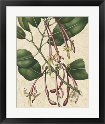 Framed Botanic Beauty I Print