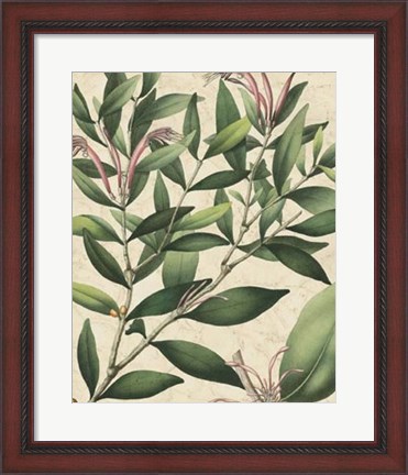 Framed Botanic Beauty II Print