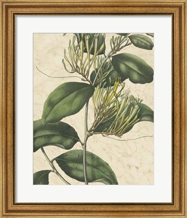 Framed Botanic Beauty IV Print