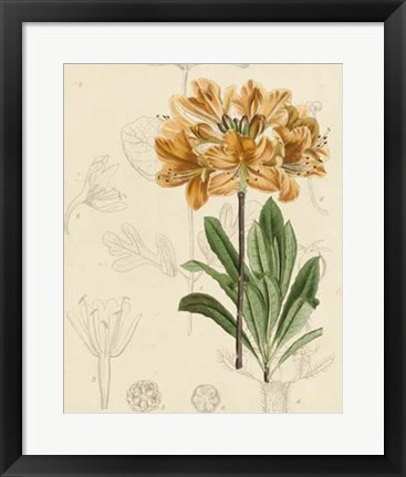 Framed Floral Pairings III Print