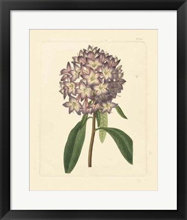 Framed Eva&#39;s Garden VI Print