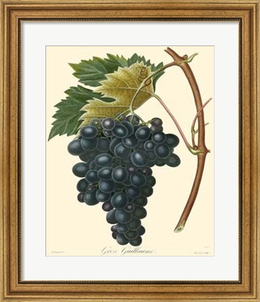 Framed Grapes II Print