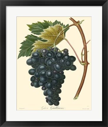 Framed Grapes II Print