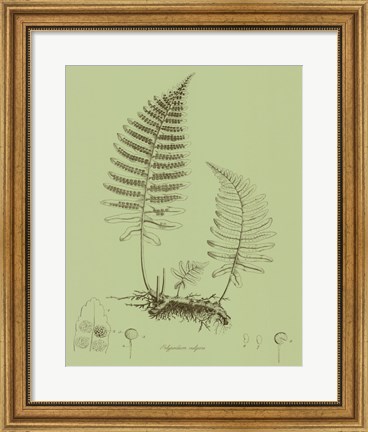 Framed Fresh Ferns II Print