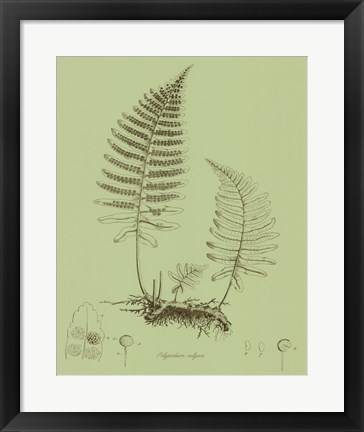 Framed Fresh Ferns II Print