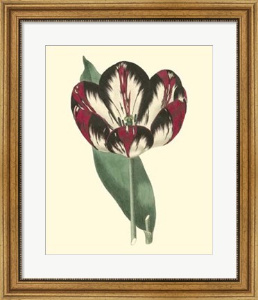 Framed Antique Tulip IV Print