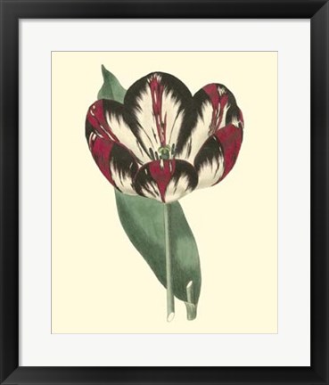 Framed Antique Tulip IV Print
