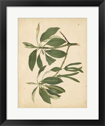 Framed Nature&#39;s Greenery IX Print