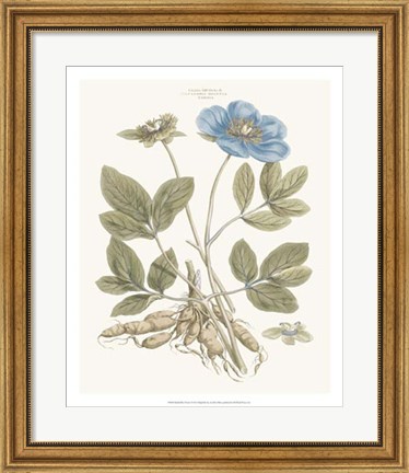 Framed Bashful Blue Florals I Print