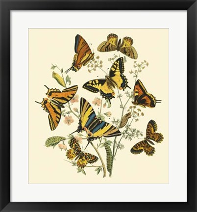Framed Butterfly Gathering I Print