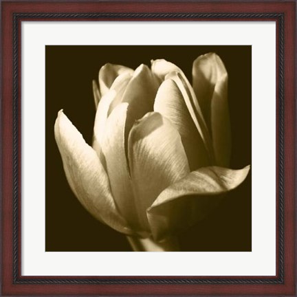 Framed Sepia Tulip II Print
