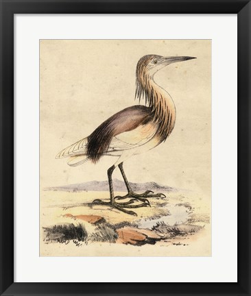 Framed Antique Heron I Print