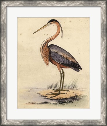Framed Antique Heron II Print