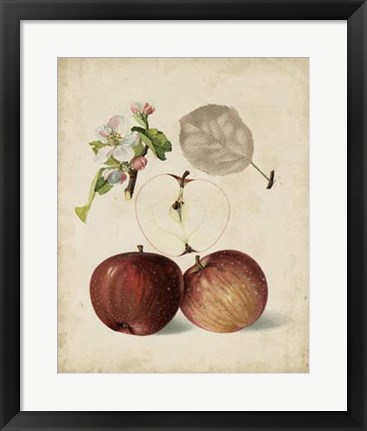 Framed Harvest Apples I Print