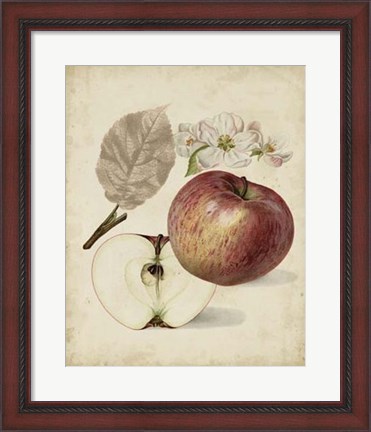 Framed Harvest Apples II Print