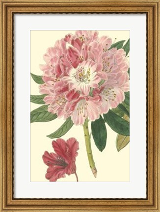 Framed Pink Rhododendron Print