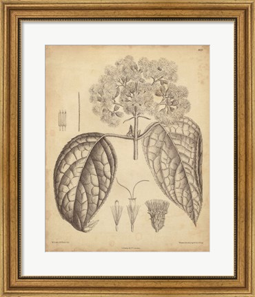 Framed Vintage Curtis Botanical I Print