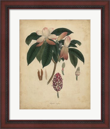 Framed Botanical I Print