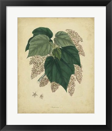 Framed Botanical VII Print