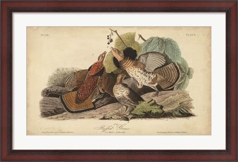 Framed Audubon Ruffed Grouse Print