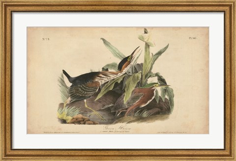 Framed Audubon Green Heron Print