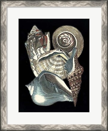 Framed Seashell Anthology I Print