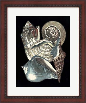 Framed Seashell Anthology I Print