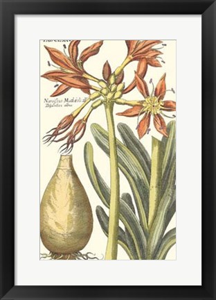 Framed Botanical Beauty III Print