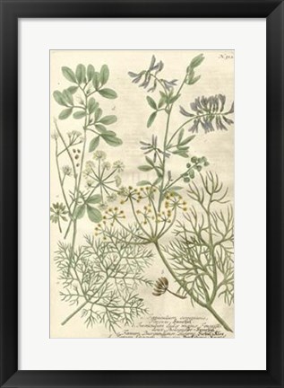 Framed Weinmann&#39;s Garden IV Print