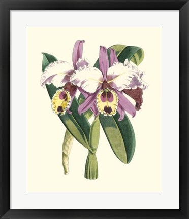 Framed Magnificent Orchid I Print