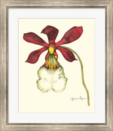 Framed Majestic Orchid II Print