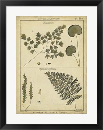 Framed Antique Ferns IV Print