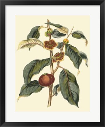 Framed Foliage, Flowers &amp; Fruit II Print