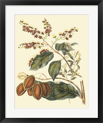 Framed Foliage, Flowers &amp; Fruit III Print