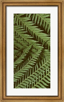 Framed Patterned Nature II Print