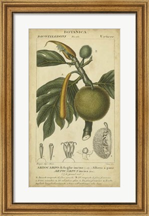 Framed Exotic Botanica IV Print