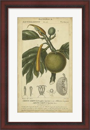 Framed Exotic Botanica IV Print