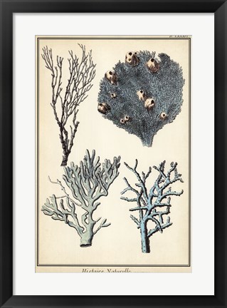 Framed Coral Species II Print