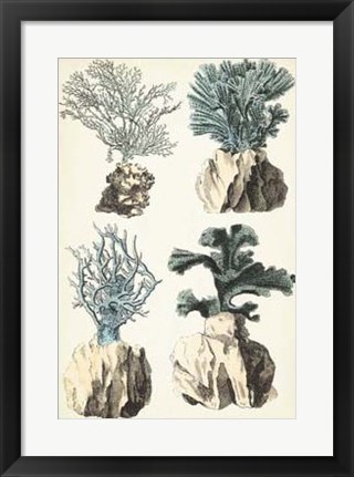 Framed Coral Species III Print