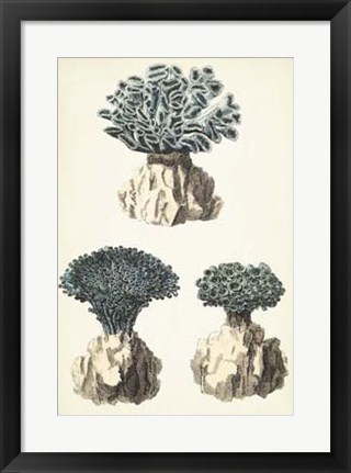 Framed Coral Species IV Print