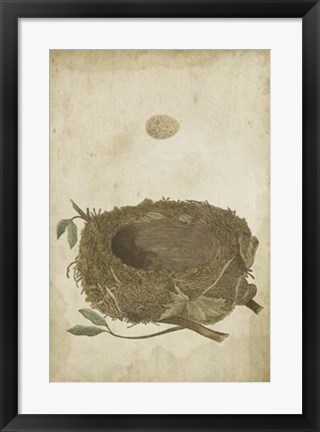 Framed Bird&#39;s Nest Study II Print