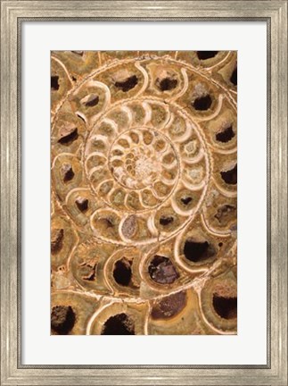 Framed Ammonite I Print