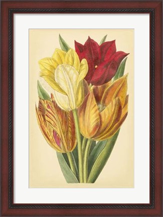 Framed Tulip Array II Print