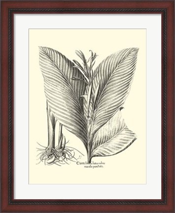 Framed B&amp;W Besler Canna Print